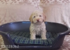 PERRO DE AGUA ESPAÑOL - oferta - mejor precio | unprecio.es