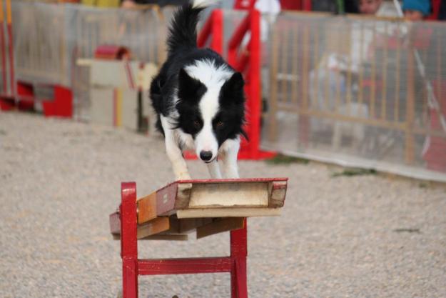 BORDER COLLIE PARA MONTAS