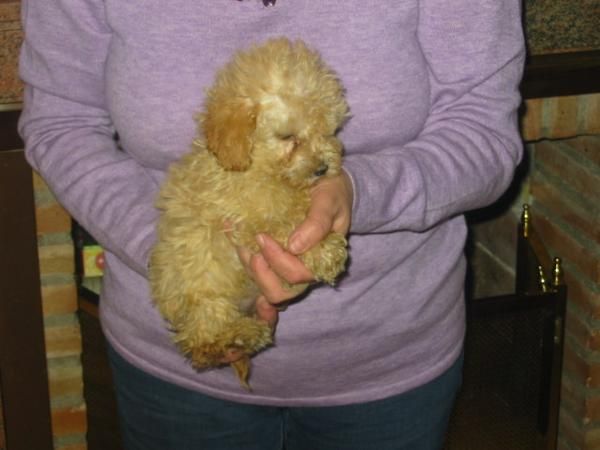 Caniches toy y enanos,color apricot,pedigree.