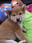 Dos Shiba Inu Cachorros Disponibles - mejor precio | unprecio.es