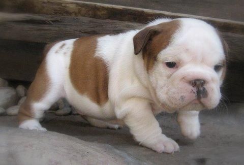 Excelente pedigree bulldog ingles macho y hembra