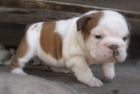 Excelente pedigree bulldog ingles macho y hembra - mejor precio | unprecio.es