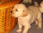GOLDEN RETRIEVER - mejor precio | unprecio.es