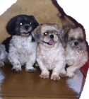 OPORTUNIDAD CRIADORES. LOTE DE 4 HEMBRAS ADULTAS DE SHIH-TZU - mejor precio | unprecio.es