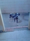 perrita dalmata - mejor precio | unprecio.es