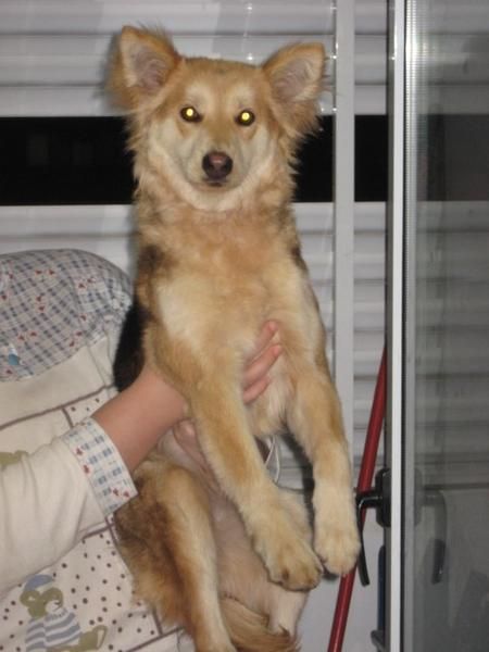 Perrita mestiza encontrada Burjassot