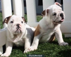 bulldog ingles, económicos y espectaculares - mejor precio | unprecio.es