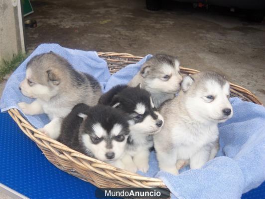 €80 regalo Malamutes de Alaska.