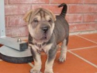 CACHORRO SHAR-PEI MACHO COLOR SABLE - mejor precio | unprecio.es
