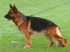 cachorros de pastor aleman con LOE, certificados libre de displasia,calidad para exposicio - mejor precio | unprecio.es