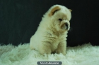 chow chow preciosos cachorros disponibles para entregar - mejor precio | unprecio.es