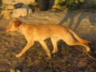Golden cachorro en adopcion - mejor precio | unprecio.es