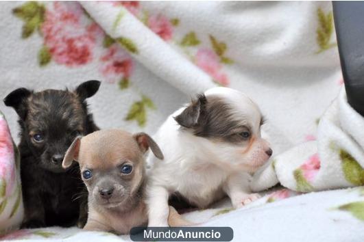 Navidad chihuahua cachorros a la venta ...