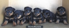 ROTTWEILER 240 EUROS - mejor precio | unprecio.es