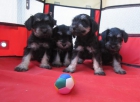 Schnauzers minis de color negro plata con pedigri. - mejor precio | unprecio.es