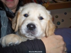 Ultimo cachorro Golden Retriever - mejor precio | unprecio.es