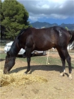 Vendo potro Quarter horse Americano - mejor precio | unprecio.es