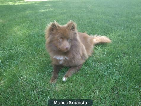 SE REGALA SPITZ ALEMÁN  (mestizo)