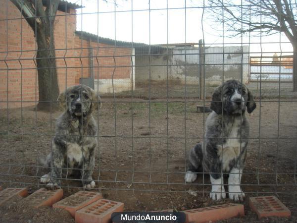 CACHORROS DE MASTÍN EXCELENTE CARÁCTER