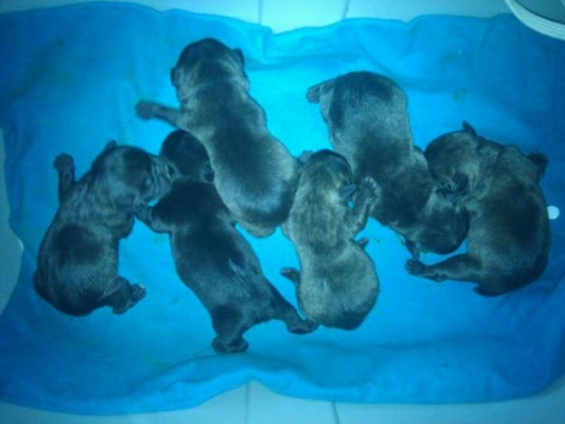 BULLDOG FRANCÉS. CACHORRITOS NACIONALES CON 2 MESES. LOE