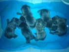 BULLDOG FRANCÉS. CACHORRITOS NACIONALES CON 2 MESES. LOE - mejor precio | unprecio.es