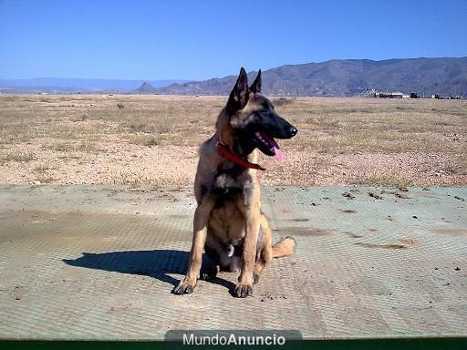 adiestramiento canino almeria