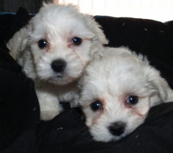 Bichon maltes, preciosos y adorables