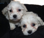 Bichon maltes, preciosos y adorables - mejor precio | unprecio.es