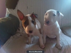 bull terrier - mejor precio | unprecio.es