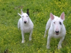 BULL TERRIER PARA MONTAS EN CORDOBA - mejor precio | unprecio.es