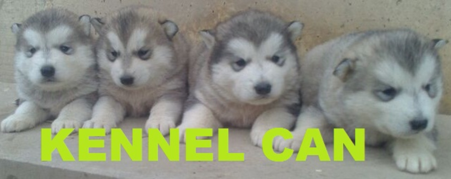 Cachorros de Alaskan Malamute