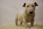 cachorros de bull terrier, dos meses, vacunas y pedegree - mejor precio | unprecio.es