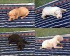 CACHORROS DE POINTER - mejor precio | unprecio.es