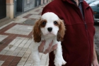 Cavalier muy economicos - mejor precio | unprecio.es