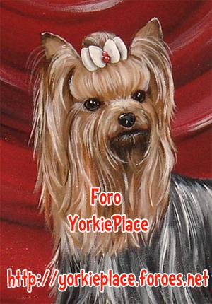 Foro del Yorkshire Terrier