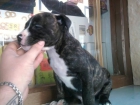 Se vende american stafforshide terrier con pedigree - mejor precio | unprecio.es