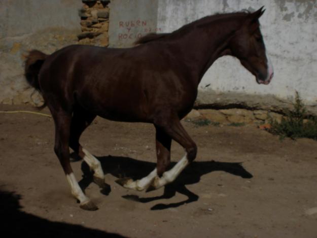 VENDO CABALLO ANGLO ARABE ALAZAN,CARETO,CUATRALBO 3,5AÑOS CUBRIENDO