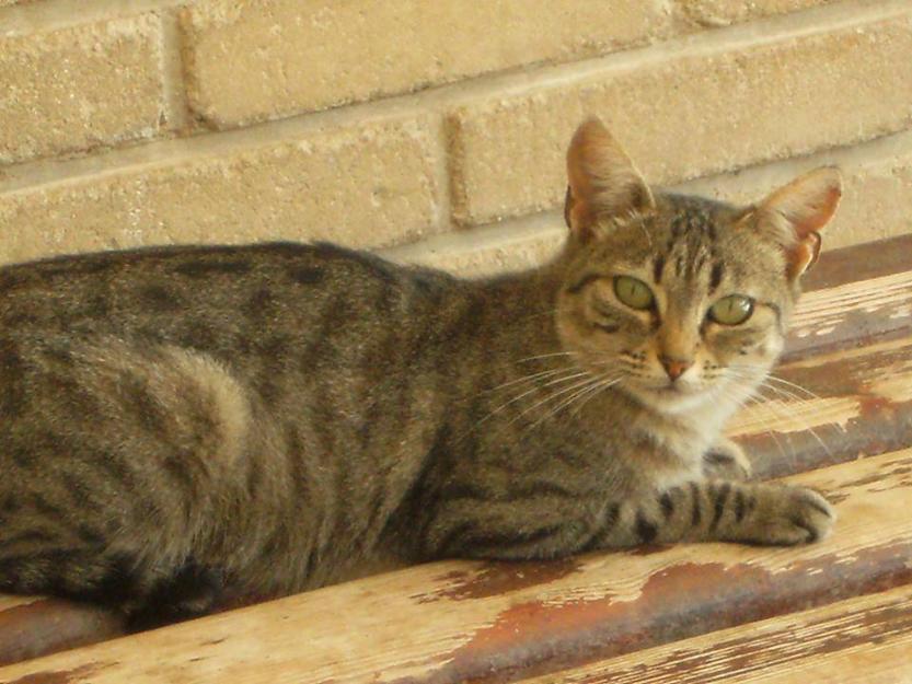 Violeta