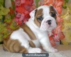 Bulldog ingles, cachorros economicos y excelentes-Cadiz - mejor precio | unprecio.es