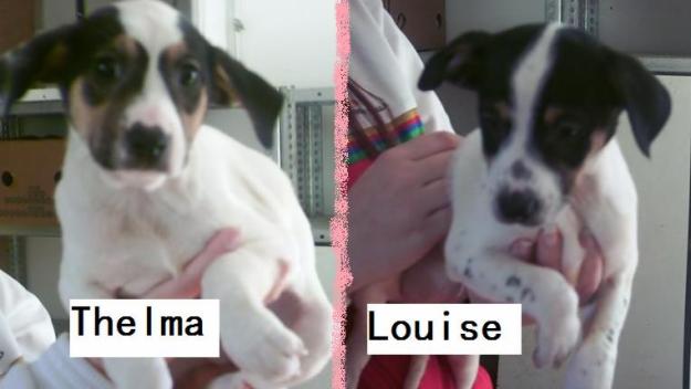 Cachorritas cruce Bodeguero en adopcion
