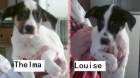 Cachorritas cruce Bodeguero en adopcion - mejor precio | unprecio.es