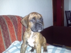 Cachorros de boxer - mejor precio | unprecio.es