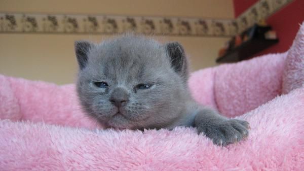 CAMADA BRITISH SHORTHAIR