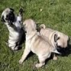 CARLINO O PUG - mejor precio | unprecio.es