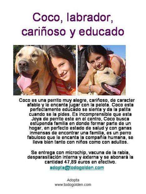 En adopción Labrador Retriever bueno y educado