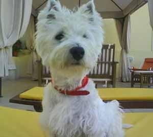 Excepcional westy para montas (Badajoz y Proximidades)