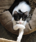 Gatita de 2 meses de edad en adopción. - mejor precio | unprecio.es