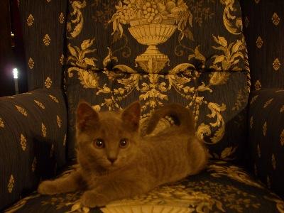 Gato chartreux -cartujo