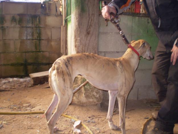 PROXIMA CAMADA DE GALGOS