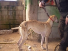 PROXIMA CAMADA DE GALGOS - mejor precio | unprecio.es